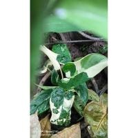 ราคา กวักพระพรหมป่าด่างขาว (19383796923)