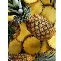 ราคา หน่อสับปะรดศรีราชา20หน่อฟรี5หน่อส่งฟรีไม่มีค่าใช่จ่าย (28260492883)