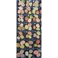 ราคา Lithops ไลทอป ลิทอป หินมีชีวิต ชุดC1 (9959699408)