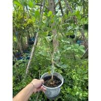 ราคา แก้วเจ้าจอม 50cm ส่งฟรี (23777869626)