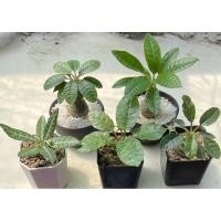 ราคา มะพร้าวทะเลทราย Dorstenia ส่งทั้งกระถาง (11486088322)