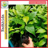 ราคา Nadtida ต้นมะฮอกกานี ไม้พร้อมปลูก มะฮอกกานี ต้นไม้ตาย ระหว่างขนส่งเคลมฟ รีต้นมะฮอกกานี มะฮ็อกกานี ต้นมะฮ็อกกานี (7537425828)