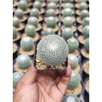 ราคา แมมนกฮูก (Mammillaria microthele) ไม้เพาะเมล็ดอยู่ในกระถาง 2 นิ้ว (18424736621)