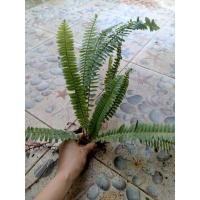 ราคา ต้นใบเฟิร์นใบมะขาม ไม้ฟอกอากาศ ดูดสารพิษ (12693092517)