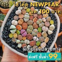 ราคา เมล็ดไลทอป Lithops คละพันธุ์ พร้อมส่ง (323711040)
