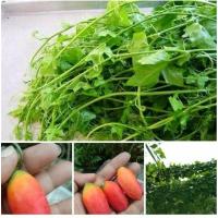ราคา เมล็ดพันธุ์ผัก ตำลึง 50 เมล็ด ยอดตำลึง ผักตำลึง ผักกินยอด ยอดอ่อน-ใบ ตำลึงริมรั้ว ไม้เลื้อย (7944327540)