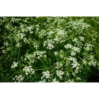 ราคา ยี่หร่า (CUMIN) เมล็ดพันธุ์ (13280920246)