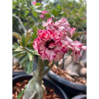 ราคา ชวนชม คละต้น สวยๆ 10 ต้น (29777287958)