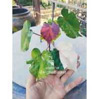 ราคา ต้นโพธิ์ 7 สี หรือโพธิ์ทะเลด่าง กระถาง 5 นิ้ว (23926743219)