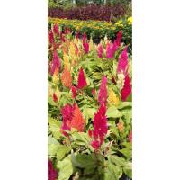 ราคา ต้นหงอนไก่หลากสี ขนาดลำต้น 30-40 ซม. ขนาดบรรจุ (2 ต้น/แพ็ค) (3038512920)