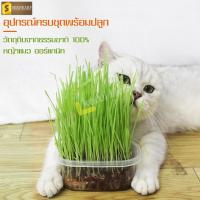 ราคา หญ้าต้นอ่อนข้าวสาลีแมว ออร์แกนิค พร้อมปลูก ชุดปลูกต้นข้าวสาลี หญ้าแมว หญ้าแมว ปลอดสารเคมี ช่วย ระบบทางเดินอาหาร (11810307441)