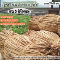 ราคา ผักตบชวาตากแห้ง มัด 5 กิโลกรัม. ยาว 75-90 เซน ต้นผักตบชวาตากแห้ง ผักตบชวากันกระแทก ต้นผักตบชวาถักสาน งาน DIY (12107541024)