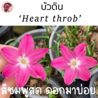 ราคา บัวดิน 'ฮาร์ททรับ heart throb' สีชมพูสด รูปจากต้นจริง (23706495913)