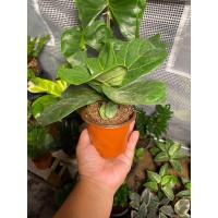 ราคา ไทรใบสัก ต้นไม้ฟอกอากาศ (9971285025)