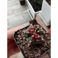 ราคา ยิมโนด่างโคลนT31115 ด่างกระจายครบทุกพู (6958260224)