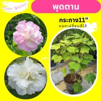 ราคา ต้นพุดตานไทย กระถาง 11 นิ้ว (8923445493)