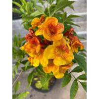 ราคา ต้นทองอุไรสีส้ม ทองอุไรมิกกี้เมาส์ ดอกสีส้มสดใส ออกดอกดกตลอดปี มีกลิ่นหอม (27543260042)