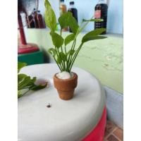 ราคา บัวอเมซอนแบบกระถาง ใส่อ่างปลาโหลปลา 1กระถางเล็ก (15321495704)