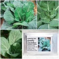 ราคา เมล็ดพันธุ์ ปูเล่ฝรั่ง แชมป์เปี้ยน Champion Collards Seed 400 เมล็ด คุณภาพดี ราคาถูก ของแท้ 100% (17715099529)