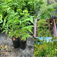 ราคา สะเดามันทวาย สะเดาขมน้อย (จัดชุด3ต้น) (28100167106)