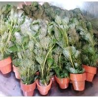 ราคา สาหร่ายหางกระรอกพร้อมกระถางพร้อมเลี้ยง 3 กระถาง 100 บาท (44456639551)