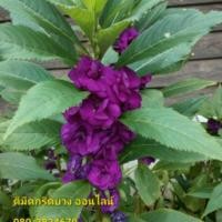 ราคา เมล็ดดอกเทียนซ้อน สีม่วงเข้ม (1429744421)