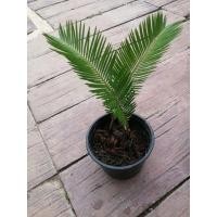 ราคา ต้นปรง​ญี่ปุ่น​ 1​ กระถางมี2หัว​ ไม้ประดับ​ตกแต่ง​สวน​ที่บ้าน (25577558768)