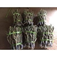 ราคา กิ่งตอนชะอมไร้หนาม(หนามน้อย) 10 กิ่ง (4355478213)