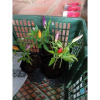 ราคา ต้นพันธุ์ พริกประดับ พริกขี้หนูประดับ ถุงดำ พร้อมปลูก 29บาท พริกขี้หนู พริกทานได้ เผ็ด (53603319227)