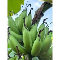 ราคา กล้วยสายน้ำผึ้ง หน่อกล้วยสายน้ำผึ้งสายพันธุ์แท้ (44604987173)