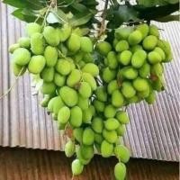 ราคา ต้นมะม่วงเบาใต้ ต้นเตี้ย #ปลูกไม่ถึงปีติดผล ผลเล็ก กรอบ เปรี้ยว กินสด หรือแช่อิ่มก็ได้ ขายได้ราคาดี ติดผลตลอดปี (22738224415)