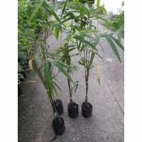 ราคา ขาย ไผ่ซางหม่น 1 ถุงดำ สูงประมาณ1 เมตรขึ้นไปต้นสวยแข็งแรงกอแน่นๆพร้อมปลูกรับประกันค่ะ ใน 1ถุงดำ มีไผ่ 2-5 ลำค่ะ (2405362592)