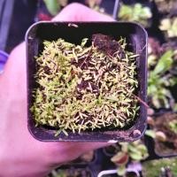 ราคา New พืชกินแมลง หญ้ากระดาษ utricularia (23667321464)