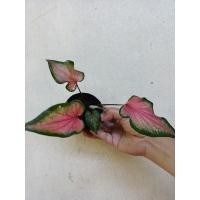 ราคา ปลาบู่ทองบอนสี บอนเก่า กัดสีแล้วสวยมาก (12338738219)