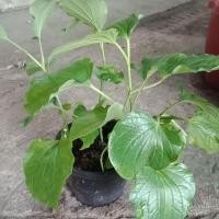 ราคา ต้นชะพลู ใบชะพลูพร้อมกระถาง (3451345744)