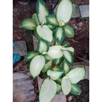 ราคา ต้นแสงจันทรา พืชตระกูลสาวน้อยปะแป้ง (23882621152)