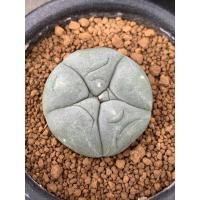ราคา Lophophora fricii ไม้เมล็ด (12917059194)