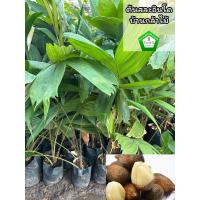 ราคา ต้นสละอินโดสายน้ำผึ้ง ต้นใหญ่ ต้นแข็งแรง สินค้าเสียหาย แจ้งทางร้านได้เลยจ้า (23836144849)