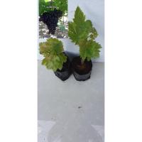 ราคา ต้นองุ่นแบล็คโอปอ องุ่นพันธุ์ไร้เมล็ด ตอขุดติดตา เป็นผลสีดำ รสชาดหวานอมเปรี้ยวนิดๆ ความสูง 40 เซนติเมตร จำนวน 2 ต้น (3902325963)