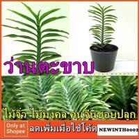 ราคา ต้นไม้มงคล ว่านตะขาบ ต้นไม้จิ๋ว ต้นไม้นำโชค ต้นไม้เศรษฐี ต้นไม้เสริมดวง ปลูกง่าย ตายยาก ต้นไม้ตวงทรัพย์ เงินทองไหลมา215 (2884073629)