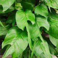 ราคา Epipremnum Skeleton Key อิพิหางกระเบน อิพิกระเบน ชำรากแข็งแรงแล้ว จัดส่งแบบถอดกระถาง (20856201442)