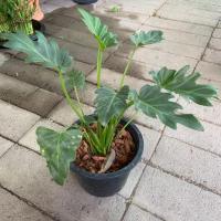 ราคา ต้นซานาดูฟอกอากาศ พร้อมส่ง (6137087967)