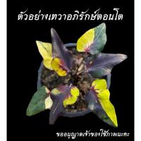 ราคา เทวาอภิรักษ์ บอนสี บอนป้าย ใบหอก ใบไผ่ (25327267374)