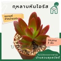 ราคา แคคตัส กุหลาบหินไอริช กระบองเพชร (16657208637)