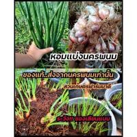 ราคา ร้านจริง พันธุ์หอมแบ่ง คัดเกรดพร้อมปลูก หัวต้นหอม (500กรัม) หอมแบ่ง ต้นหอมแบ่ง หัวสวย งอกดี พันธุ์หอมแบ่ง ริมโขง นครพนม (12751891645)