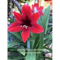 ราคา ว่านสี่ทิศสีแดงฮอลแลนด์(คารี่น่า)ว่านสี่ทิศสีส้ม สีขาวชมพู ว่านรางทอง ว่านกวักนางพญามหาเศรษฐีหรือว่านมหาโชค(ส่งแบบหัว) (12441868705)
