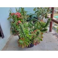 ราคา หน่อต้นพญานาคราช ต้นพญานาคราช ไม้มงคลเสริมบารมีโชคลาภ แพ็ค1ต้น (15542838484)