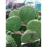 ราคา แพดโอพันเทีย รูฟีด้า กระบองเพชร โอพันเทีย (4151322803)