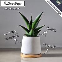 ราคา ต้นลิ้นมังกรพิงกุยSansevieria Pinguicula (ต้นไม้ฟอกอากาศ) พร้อมกระถาง+จานรอง+หินเกล็ด (21884962705)
