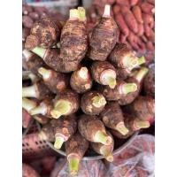 ราคา เผือกหอมสด 1 กิโลกรัม เผือกบก เนื้อฟู หัวใหญ่ สดใหม่ พร้อมส่ง เผือกไซส์ใหญ่ (23550506095)